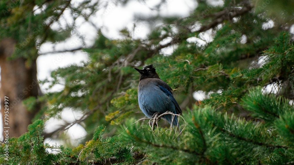 Closeup shot of a steller's jay (Cyanocitta stelleri) perched on a spruce tree Closeup shot of a steller's jay (Cyanocitta stelleri) perched on a spruce tree