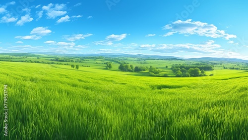 panoramic photo of beautiful green field  blue sky with white clouds  wild flowers