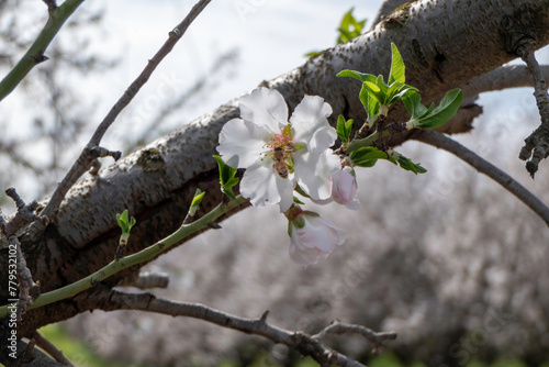 Obraz na płótnie Pink almond flowers and buds close-up w salonie