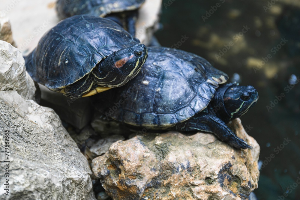 Selective focus of a group of turtles crawling on rocks with a blurry background Selective focus of a group of turtles crawling on rocks with a blurry background
