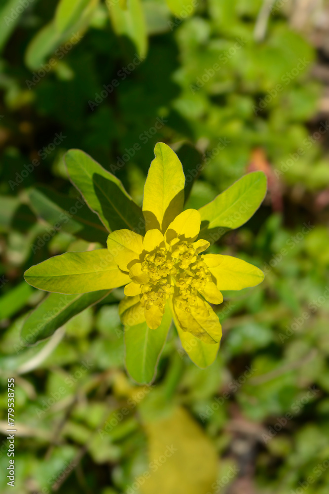 Cushion spurge flower Cushion spurge flower