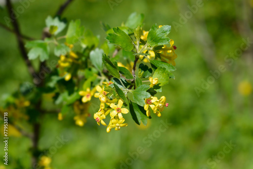 Golden currant branch with flowers photo