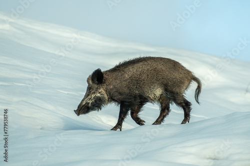 Incredible photo of a wild boar running on ice! Alps Mountains, Italy. Sus scrofa.