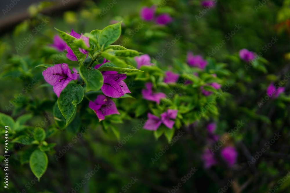 Pretty purple bougainvillea glabra flowers on the shrub