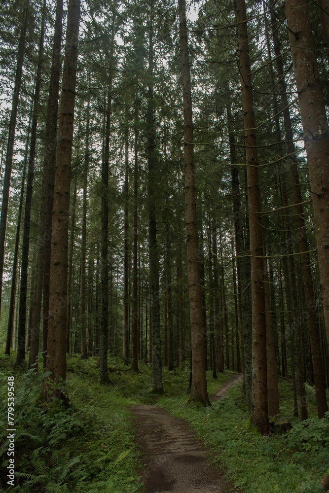 Fototapeta premium Vertical shot of a trail in a green pine forest