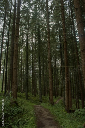 Vertical shot of a trail in a green pine forest