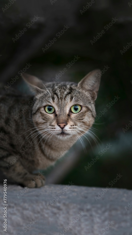 Vertical shot of a portrait of a green-eyed tabby cat.
