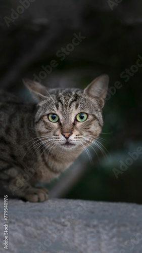 Vertical shot of a portrait of a green-eyed tabby cat. © Wirestock
