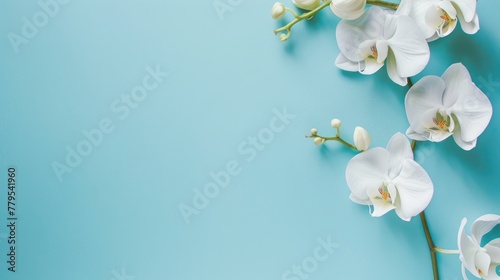 Serene White Orchids on Pastel Blue Background, Copy Space.