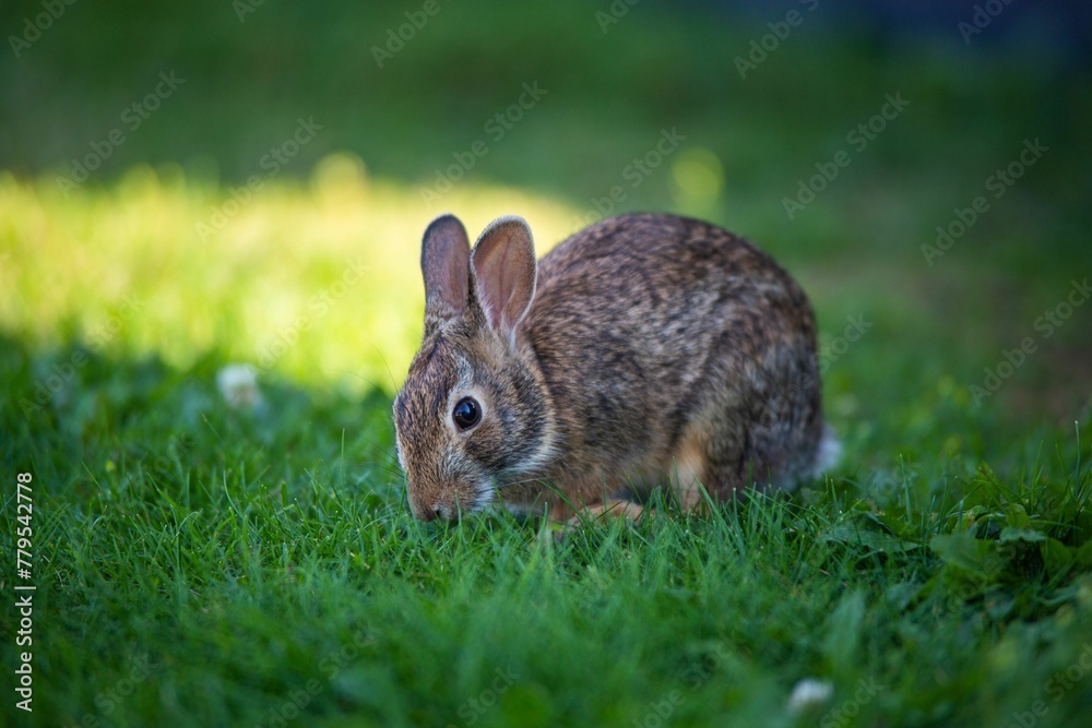 Closeup of a cute small rabbit on a grass during the daytime Closeup of a cute small rabbit on a grass during the daytime