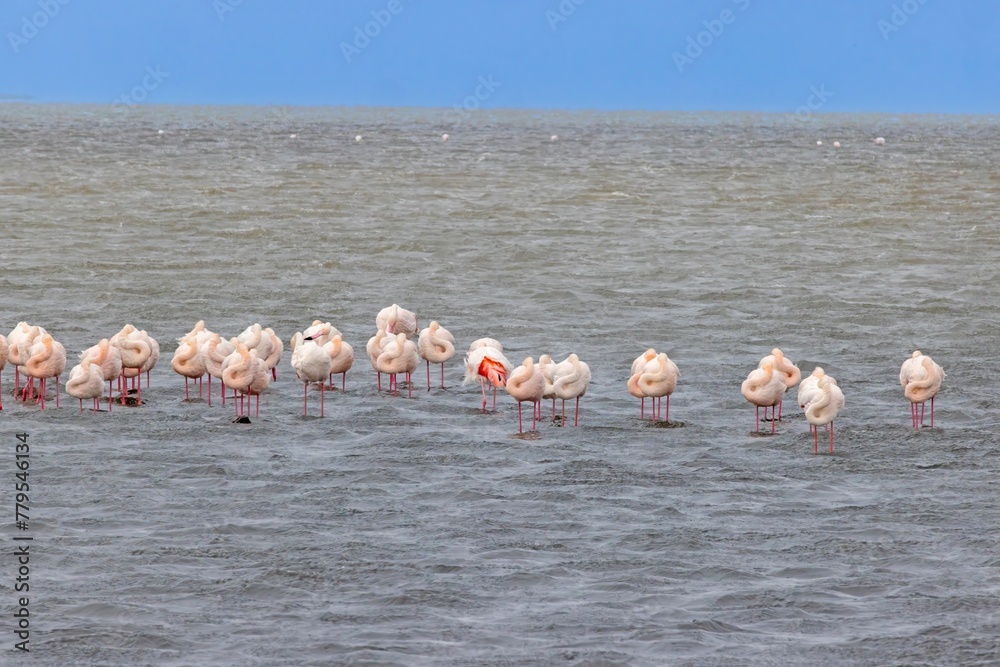 Picture of a group of flamingos standing in shallow water near Walvis Bay in Namibia
