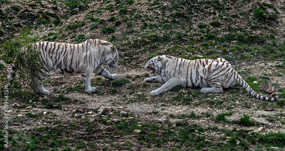 Fototapeta premium White tigers on the slope. Latin name -Panthera tigris tigris, var. alba 