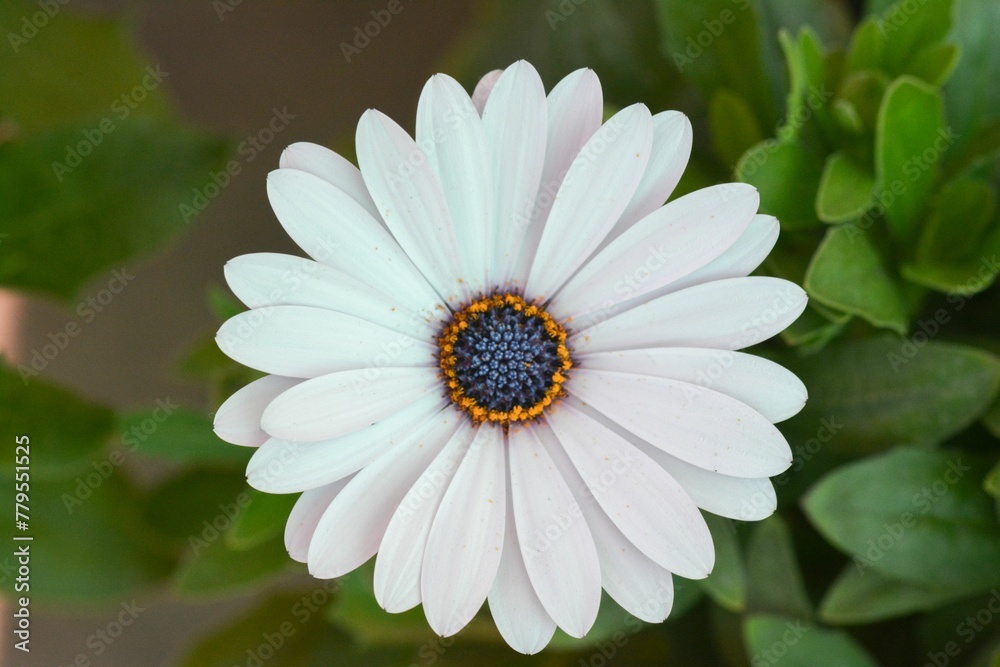 Top view closeup of a white Cape marguerite, African daisy with delicate petals in a garden Top view closeup of a white Cape marguerite, African daisy with delicate petals in a garden