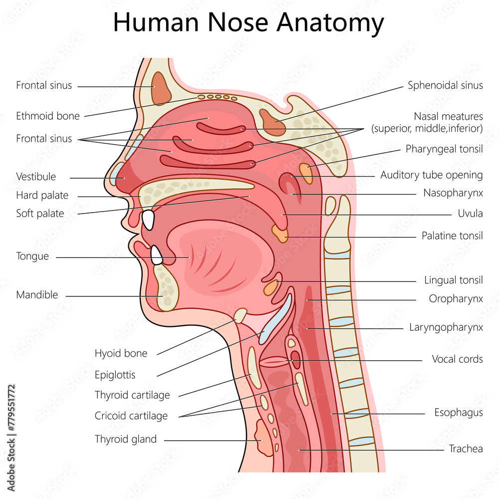 human-nose-and-throat-anatomy-with-labeled-parts-suitable-for-medical