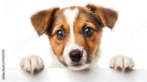 Cute Puppy with paws over blank board isolated on a white background © Oksana