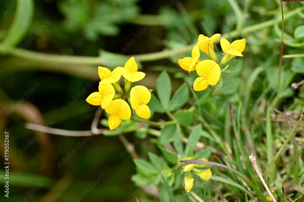 Closeup shot of small yellow flowers with green leaves Closeup shot of small yellow flowers with green leaves