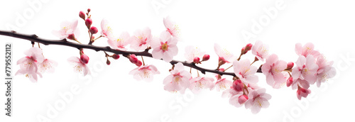 Blossoming cherry branch, cut out © Yeti Studio