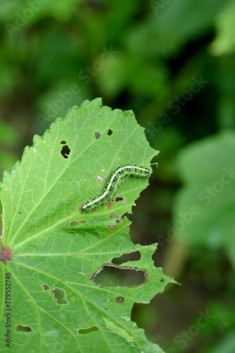 Macro of a Xanthodes moth worm on a green leaf