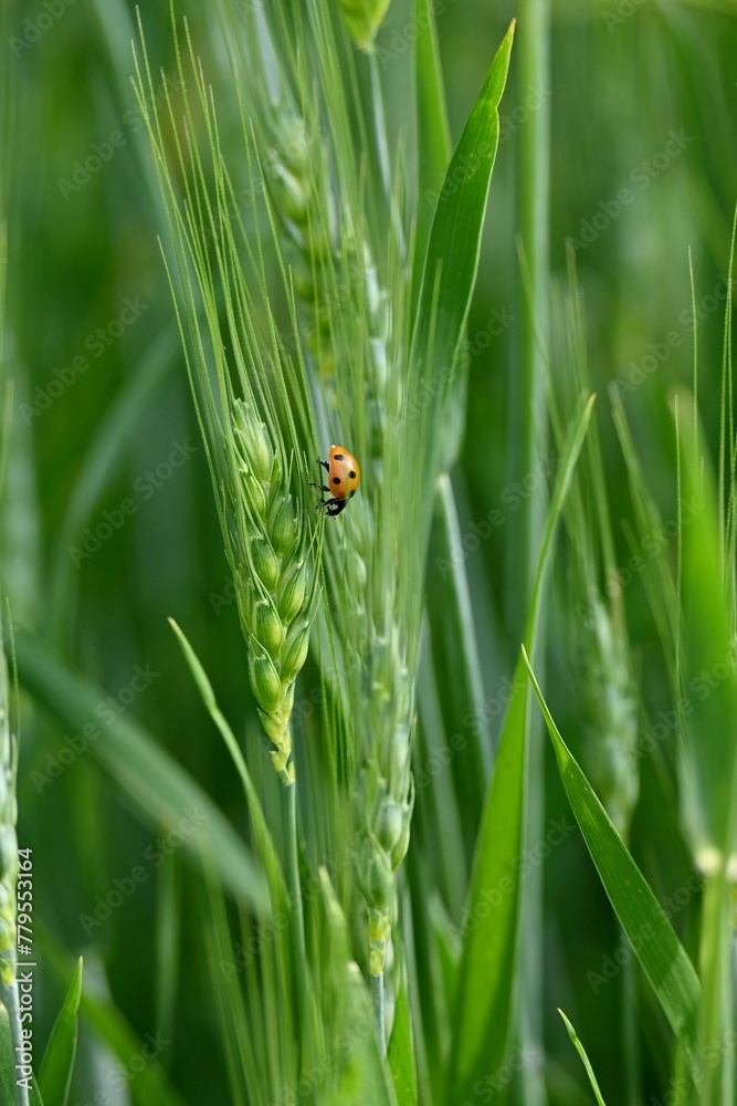 Vertical shot of a ladybug on green wheat in a field under the sunlight with a blurry background Vertical shot of a ladybug on green wheat in a field under the sunlight with a blurry background