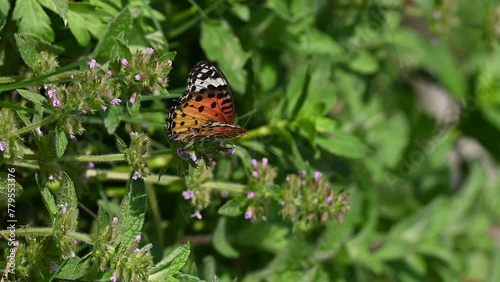 Closeup shot of an Indian fritillary butterfly found standing on a bush in the wild photo