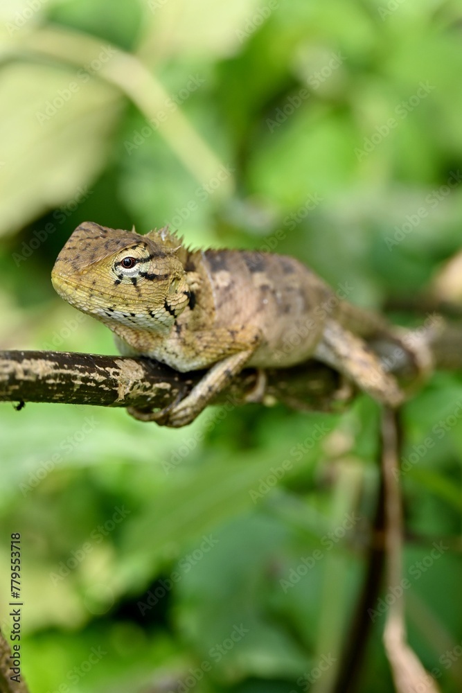 Closeup of a lizard with blurred green nature background Closeup of a lizard with blurred green nature background