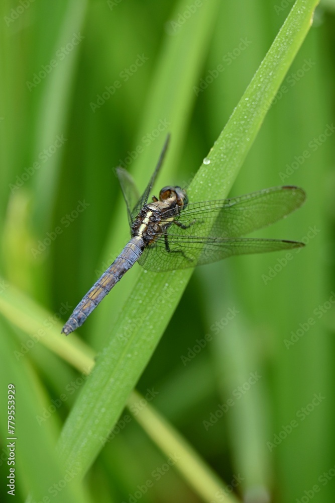 Closeup shot of a dragonfly perching on a green leaf Closeup shot of a dragonfly perching on a green leaf
