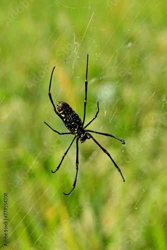 Vertical shot of a black Longleg spider on its web © Wirestock