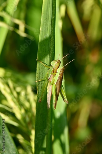 Vertical shot of two Tettigonioidea insects mating on the plant leaf