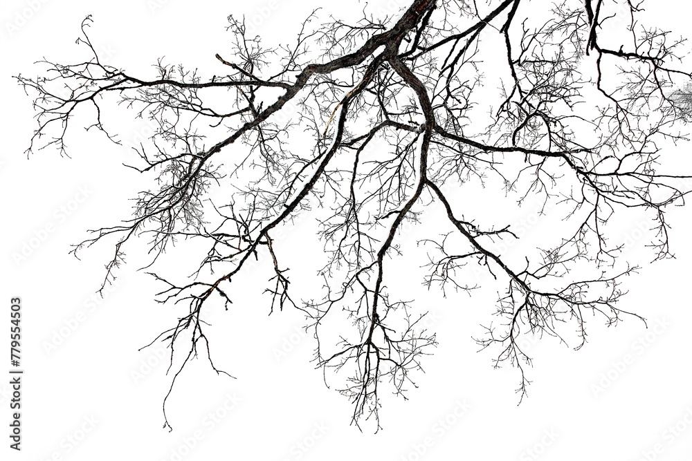 Fototapeta premium Silhouette of leafless tree branches against cloudy white sky in winter.