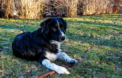 A very young mixed breed dog, puppy, lying and resting on a lawn. A mix between Australian shepherd, border collie, golden retriever and springer spaniel.