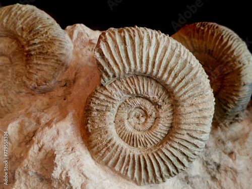 ammonite fossil texture