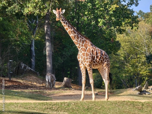 Large giraffe in the forest with zebra and trees in the background
