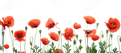 red poppy flowers on transparent background. Generative AI