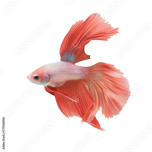 A siamese fighting fish close-up on a Transparent Background