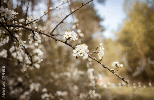 wiosenne kwiaty w lesie  © filip