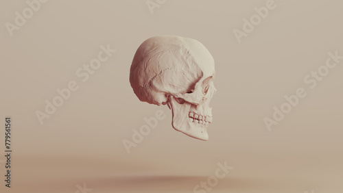 Skull human anatomy clay pottery neutral backgrounds soft tones beige brown background right view 3d illustration render digital rendering