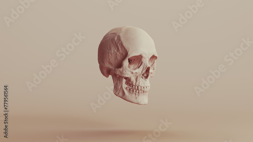 Skull human anatomy clay pottery neutral backgrounds soft tones beige brown background front quarter right view 3d illustration render digital rendering