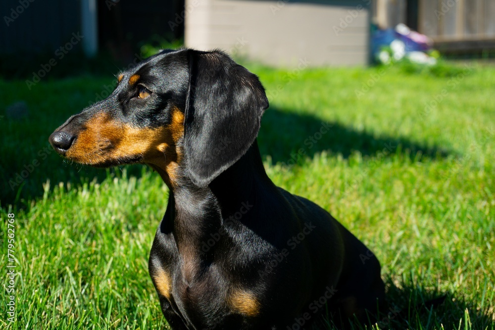 Closeup of black Dachshund dog standing on grassland and looking towards