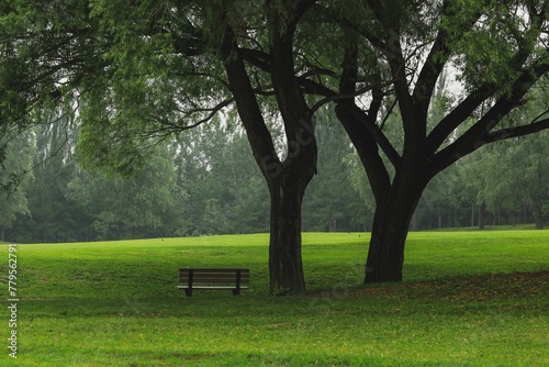 Empty bench beside the tree in the park with green grass