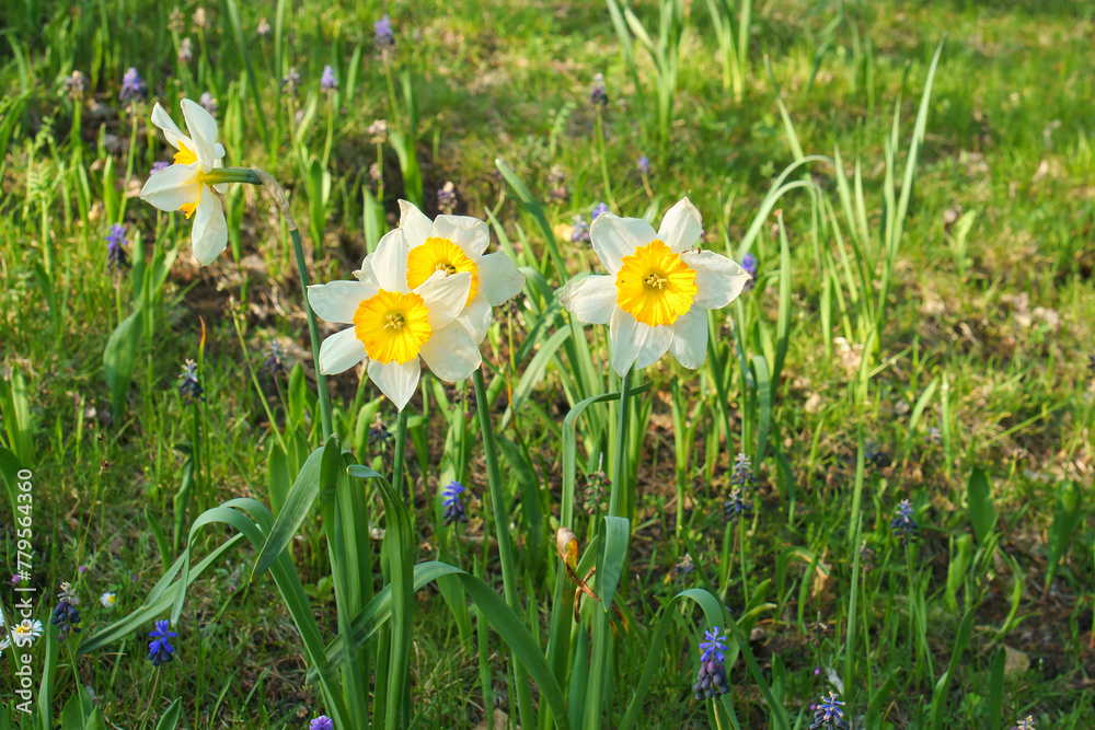 Daffodils at Easter time on a meadow. Yellow white flowers shine against the grass Daffodils at Easter time on a meadow. Yellow white flowers shine against the grass
