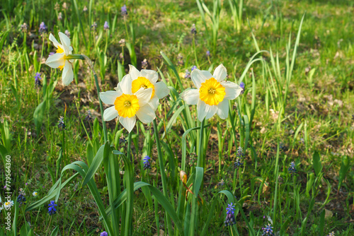 Daffodils at Easter time on a meadow. Yellow white flowers shine against the grass