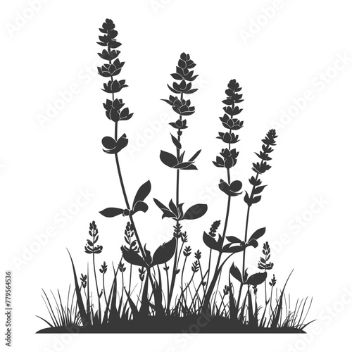 Silhouette lavender flower in the ground black color only