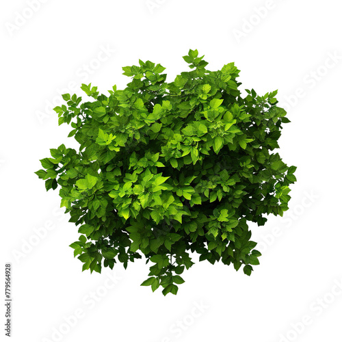 Bush with green leaves cut out