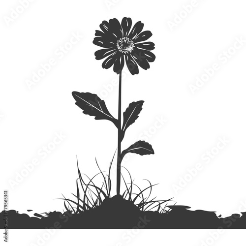 Silhouette marigold flower in the ground black color only