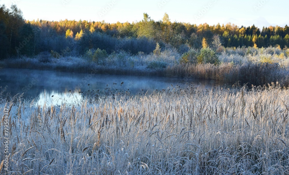 Beautiful shot of uncut grass covered with frost in a forest