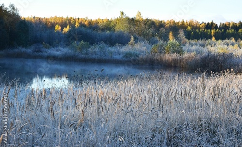 Beautiful shot of uncut grass covered with frost in a forest