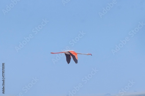 Picture of a flying Flamingo near Walvis Bay in Namibia
