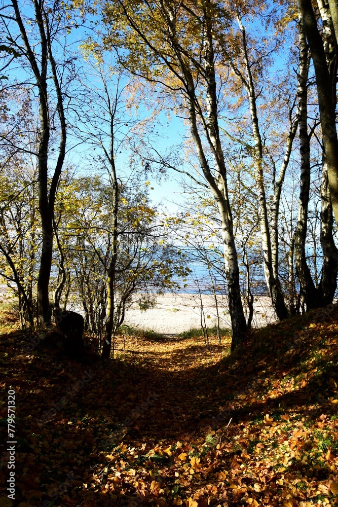 Vertical shot of a pathway surrounded by autumn trees with the coast and the sea in the background
