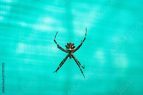 Close-up macro shot of a Silver Argiope spider on a blue background photo