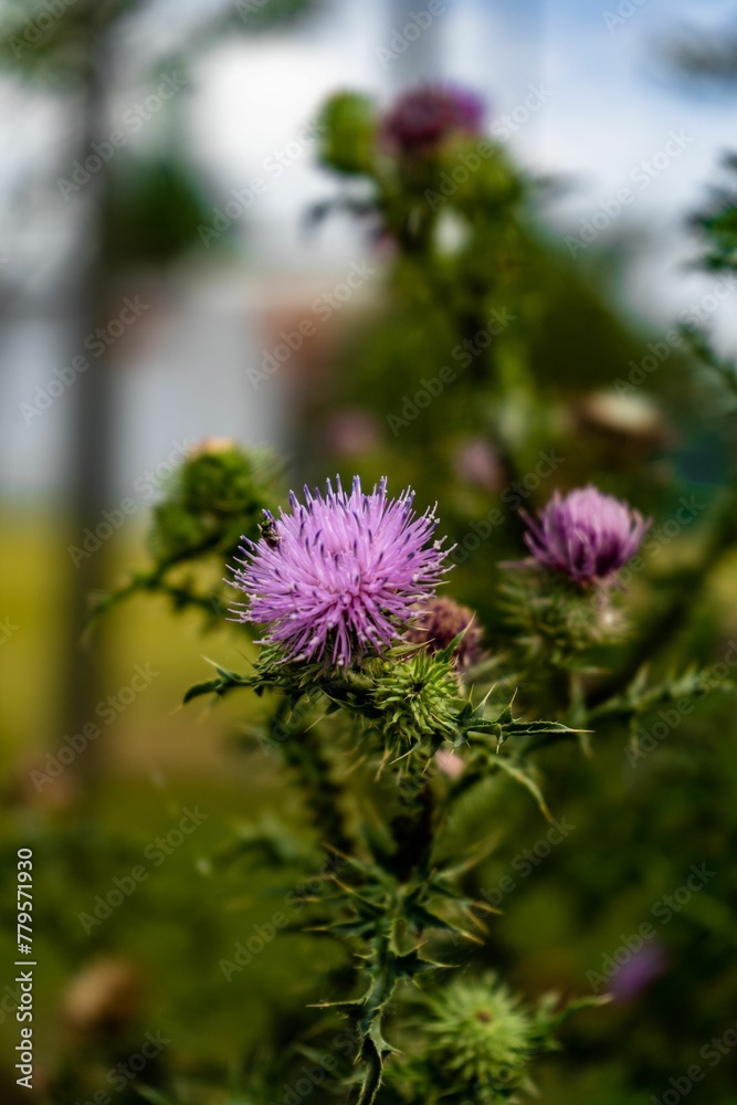 Selective focus shot of thistle in the garden Selective focus shot of thistle in the garden